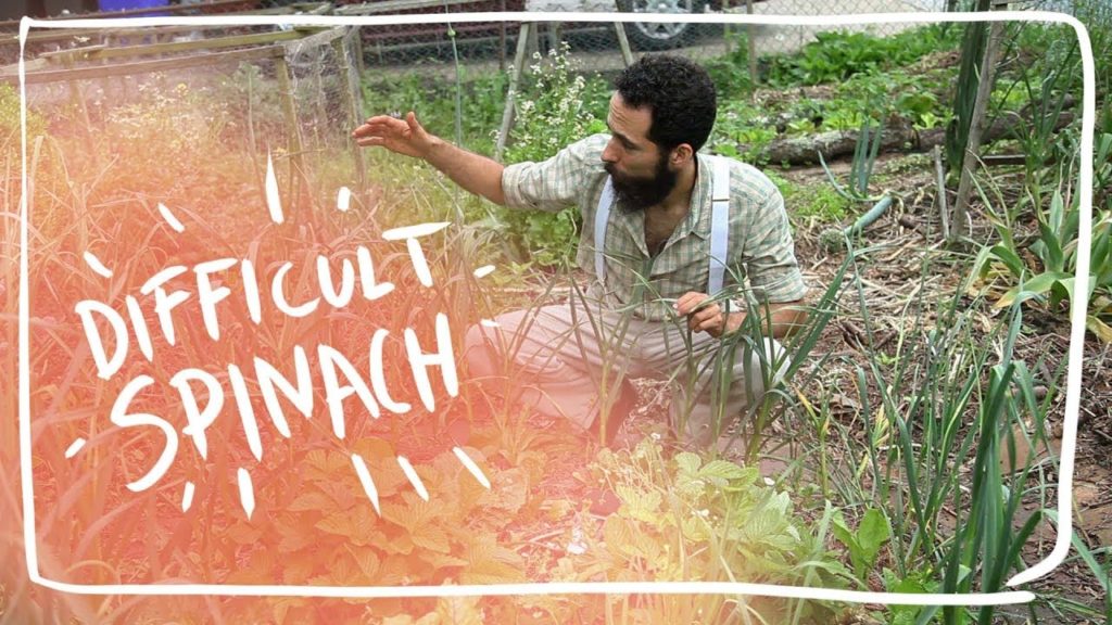 Spinach: The One Crop I Struggle to Grow.