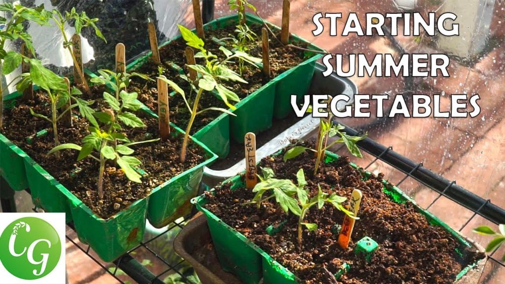 California Gardening: Starting Summer Vegetables – A Complete Guide To Starting Vegetable Seeds – Tomatoes, Peppers etc. Starting Summer Vegetables - A Complete Guide To Starting Vegetable Seeds - Tomatoes, Peppers etc.