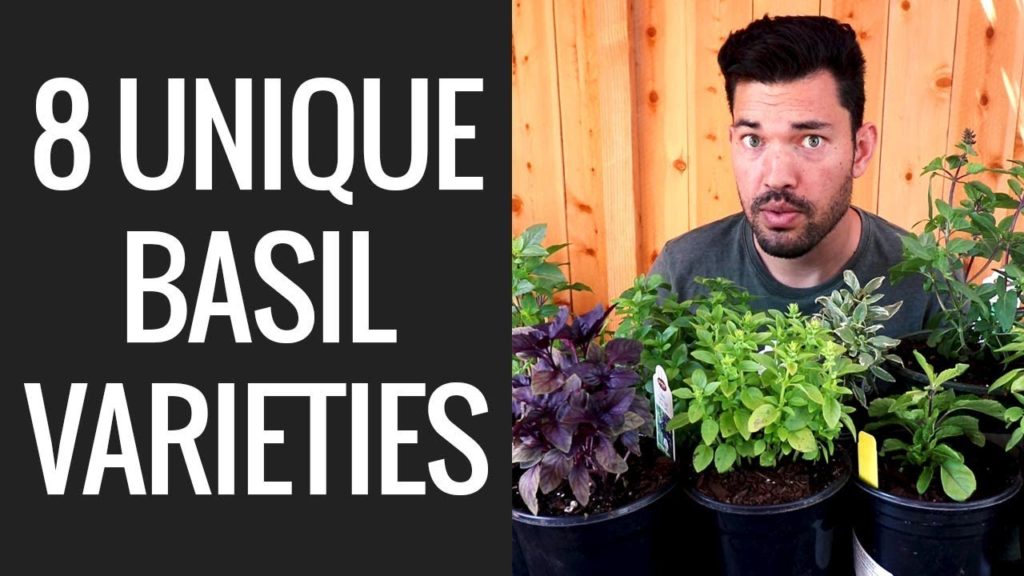 Epic Gardening: 8 Basil Varieties You Might Not Know About… 8 Basil Varieties You Might Not Know About...