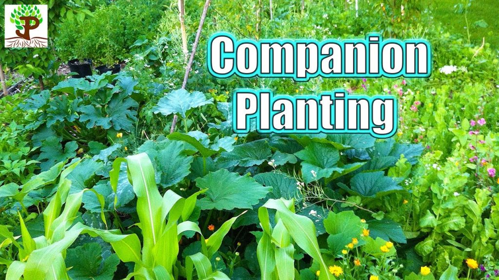 James Prigioni: Companion Planting | Garden Tips and Tricks Companion Planting | Garden Tips and Tricks