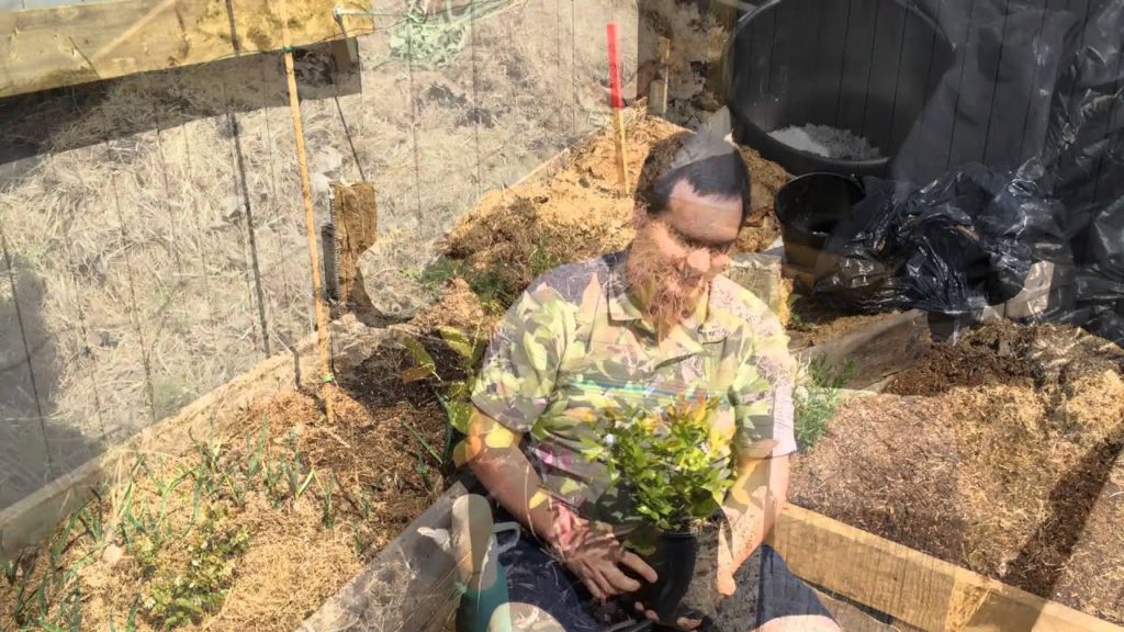 Planting Cold Hardy Blueberries in the Alberta Urban Garden