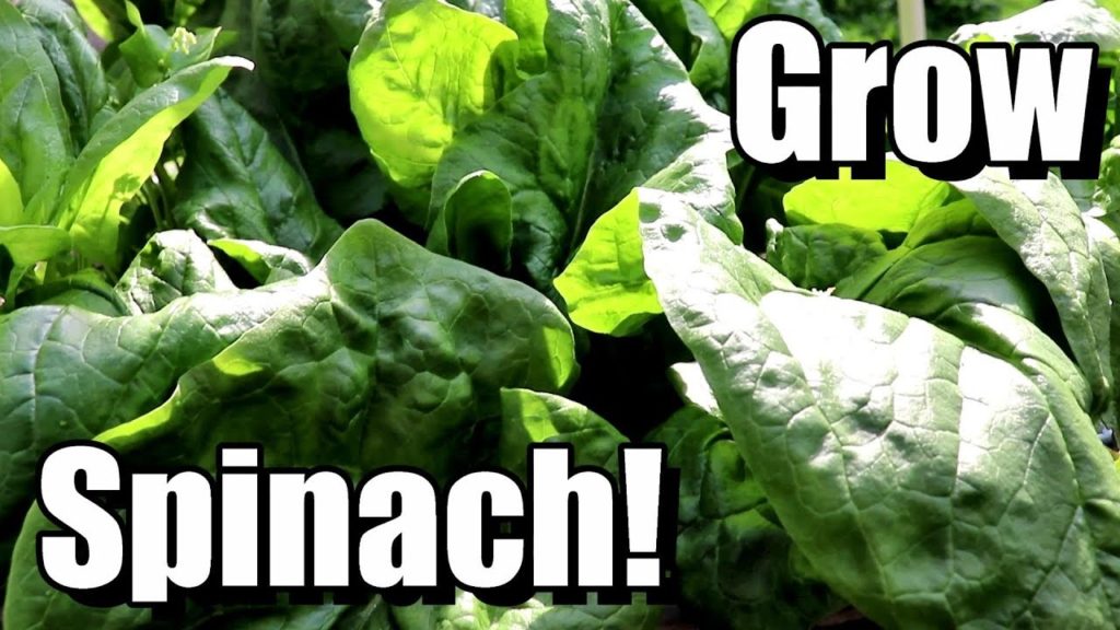 One Yard Revolution: How to Grow Spinach from Seed to Harvest! How to Grow Spinach from Seed to Harvest!