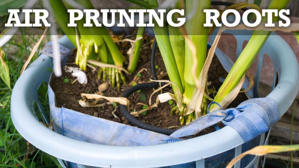California Gardening: What is Air Pruning Roots? Does Air Pruning Work? What is Air Pruning Roots? Does Air Pruning Work?