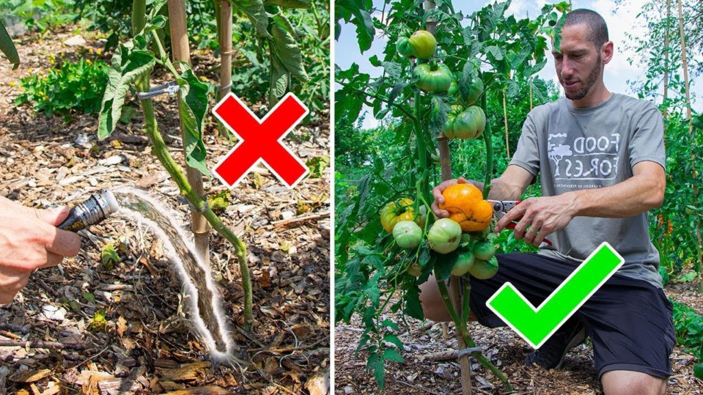 James Prigioni: They said I was Crazy for Not watering my garden, were they Right… They said I was Crazy for Not watering my garden, were they Right...