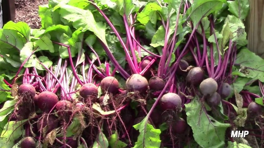 mhpgardener: Greenhouse Beets Greenhouse Beets
