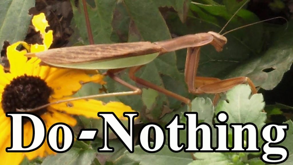 One Yard Revolution: Toward a Do-Nothing Gardening, pt. 5: Organic Pest Management (Lazy Gardening) Toward a Do-Nothing Gardening, pt. 5: Organic Pest Management (Lazy Gardening)