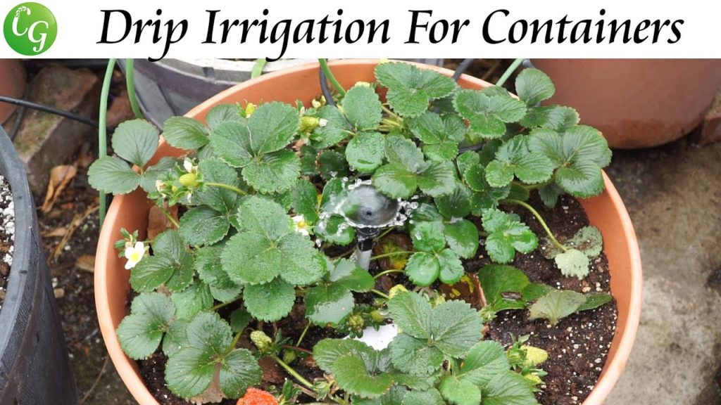 Drip Irrigation Watering System For Containers - Setup & Instructions
