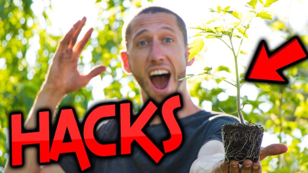 How I Grow BIGGER TOMATOES, more ROOTS more FRUITS!