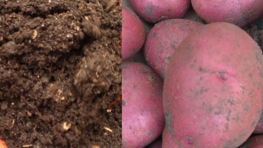 One Yard Revolution: Growing Potatoes & Building Soil at the Same Time Growing Potatoes & Building Soil at the Same Time