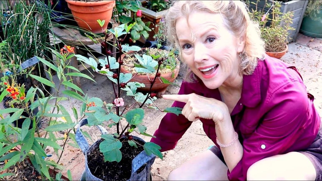 September Surprises | Figs, Roselle, Caper, Cape Gooseberry | Los Angeles