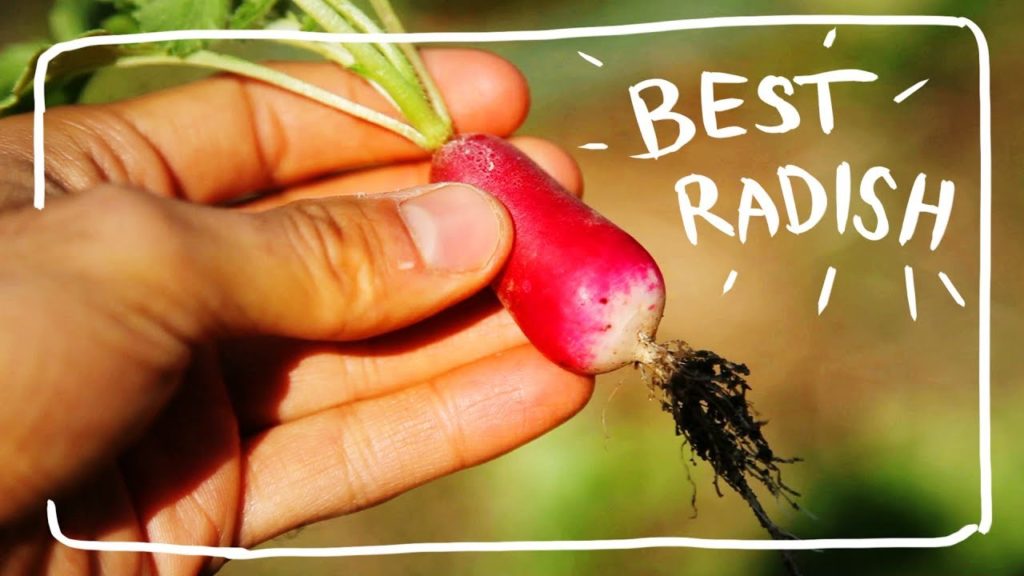 Growing Radish from Seed with Tender Succulent Bulbs