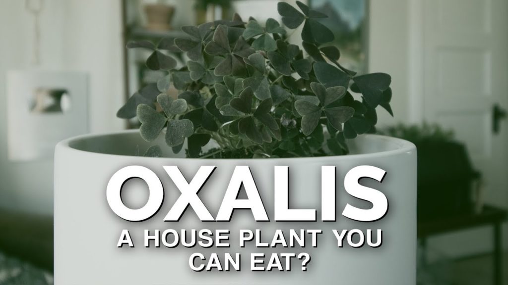 Oxalis Triangularis Care (Purple Shamrock): A Houseplant You Can Eat