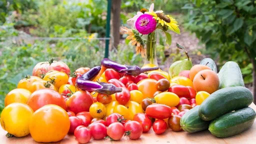 Epic Harvest In Small Space, BACKYARD Food Forest