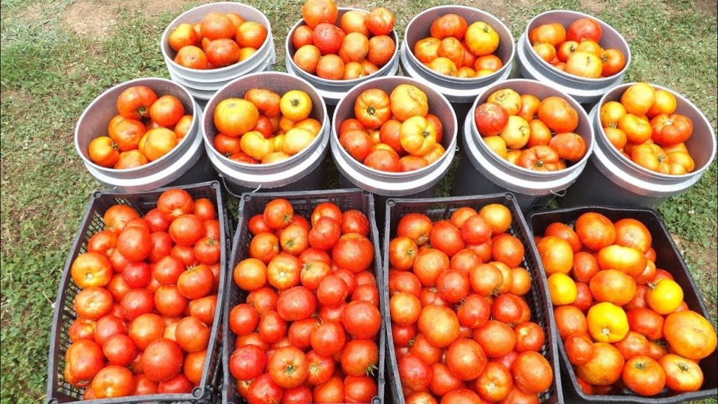 mhpgardener: 8 Bushel Tomato Harvest – Mission Accomplished 8 Bushel Tomato Harvest - Mission Accomplished
