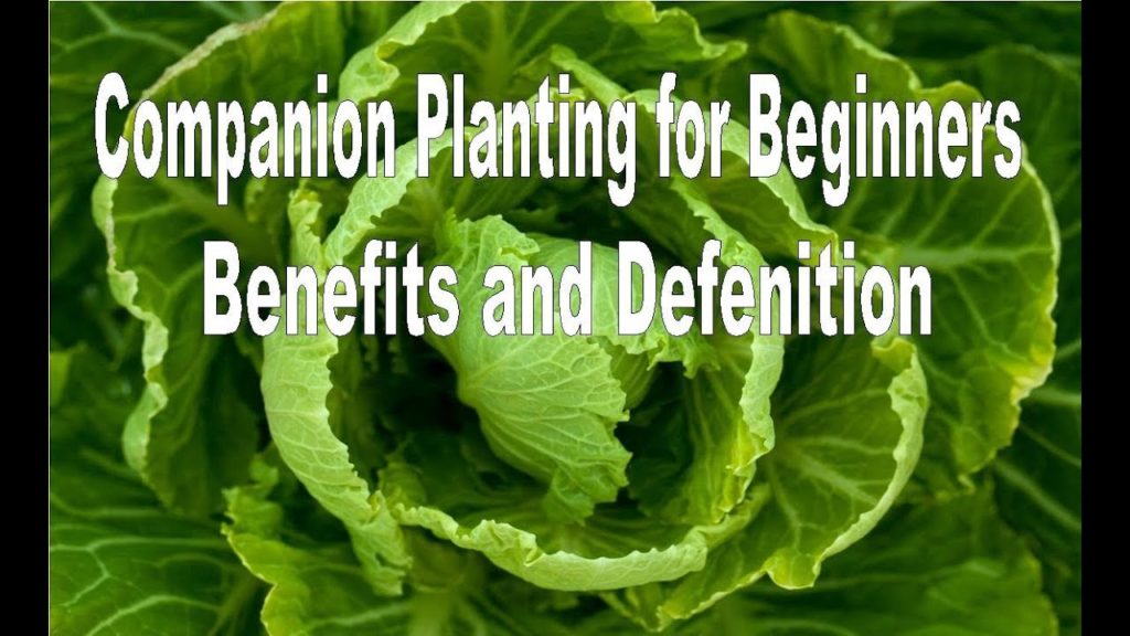 Huw Richards: Companion planting – Definition and Benefits Companion planting - Definition and Benefits