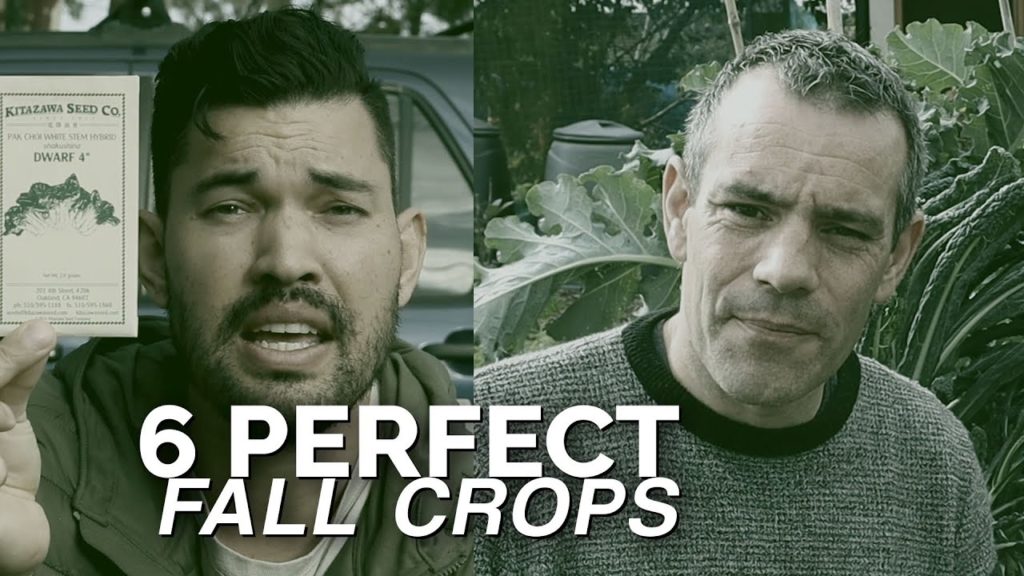 6 Fall Crops To Plant Now and Grow Through Winter