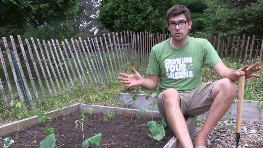 MIgardener: How to Grow Okra – Complete Growing Guide How to Grow Okra - Complete Growing Guide