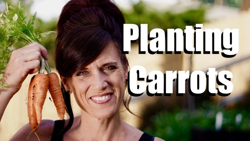 Planting Carrot Seeds in a Container with DIY Potting Mix  // $10 Garden Series #3, Season 2