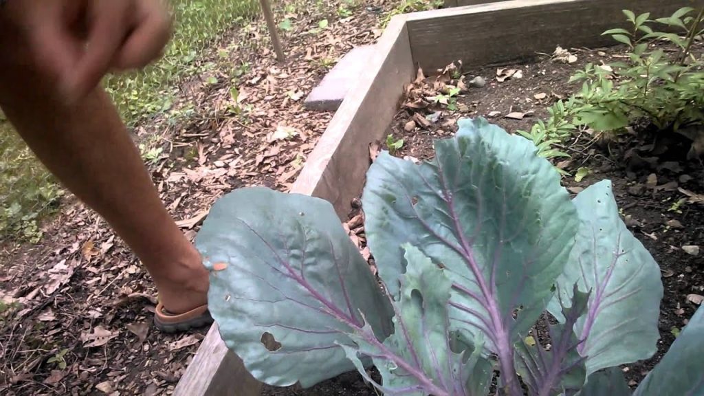 MIgardener: Garden Pest Signs & Organic Methods of Control – Cabbage Moth and Slug Garden Pest Signs & Organic Methods of Control - Cabbage Moth and Slug