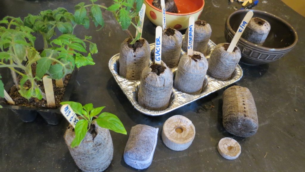 How to Use Peat Pellets for Tomato Transplants: And Peppers Too!
