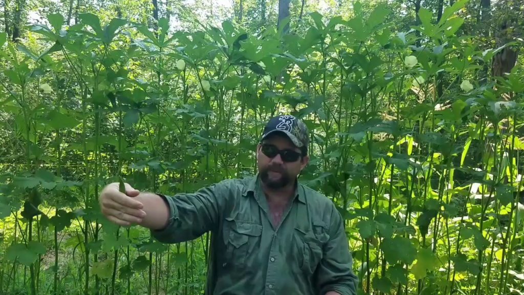 Basic Gardening : How to Grow and Harvest Okra  the needed information on a successful harvest