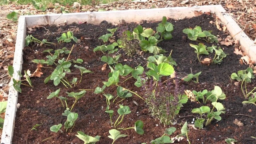 MIgardener: What To Do With Strawberry Runners? Clip Leave or Wait? What To Do With Strawberry Runners? Clip Leave or Wait?