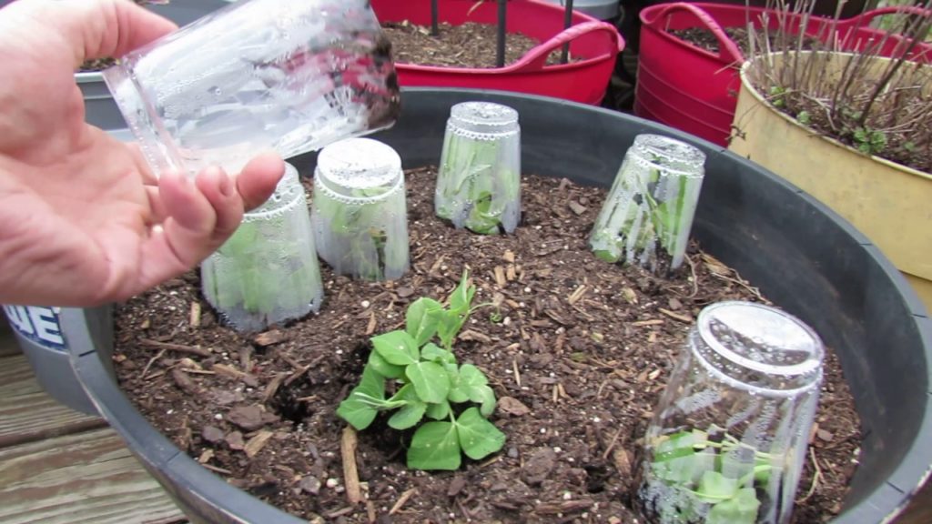 Gary Pilarchik: Protecting Peas/Cool Weather Crops from Frost & A 20 Degree Freeze : Control vs. Protected! Protecting Peas/Cool Weather Crops from Frost & A 20 Degree Freeze : Control vs. Protected!