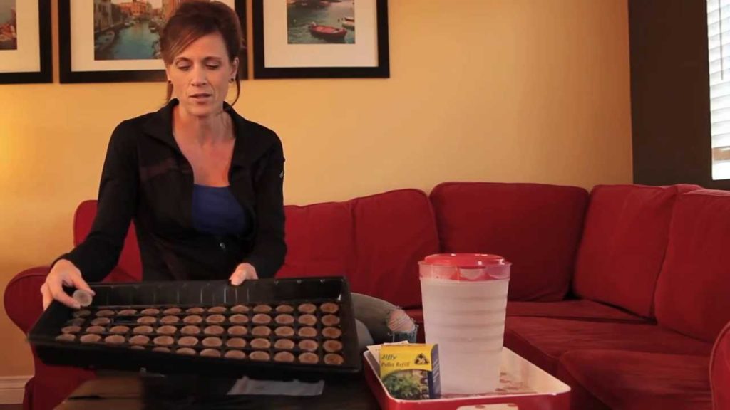 How to Start Onion Seeds Indoors in Peat Pellets