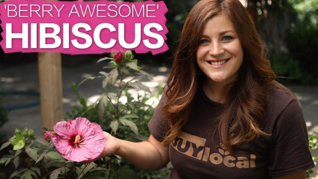 Garden Answer: 'Berry Awesome' Hibiscus 🌸 // Garden Answer 'Berry Awesome' Hibiscus 🌸 // Garden Answer