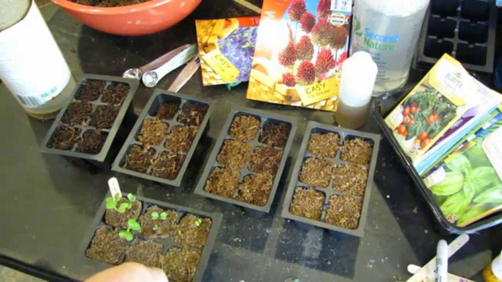 Gary Pilarchik: MFG 2015: When to Water Your Garden Vegetable Seedlings and Seed Starts: Visual Clues! MFG 2015: When to Water Your Garden Vegetable Seedlings and Seed Starts: Visual Clues!