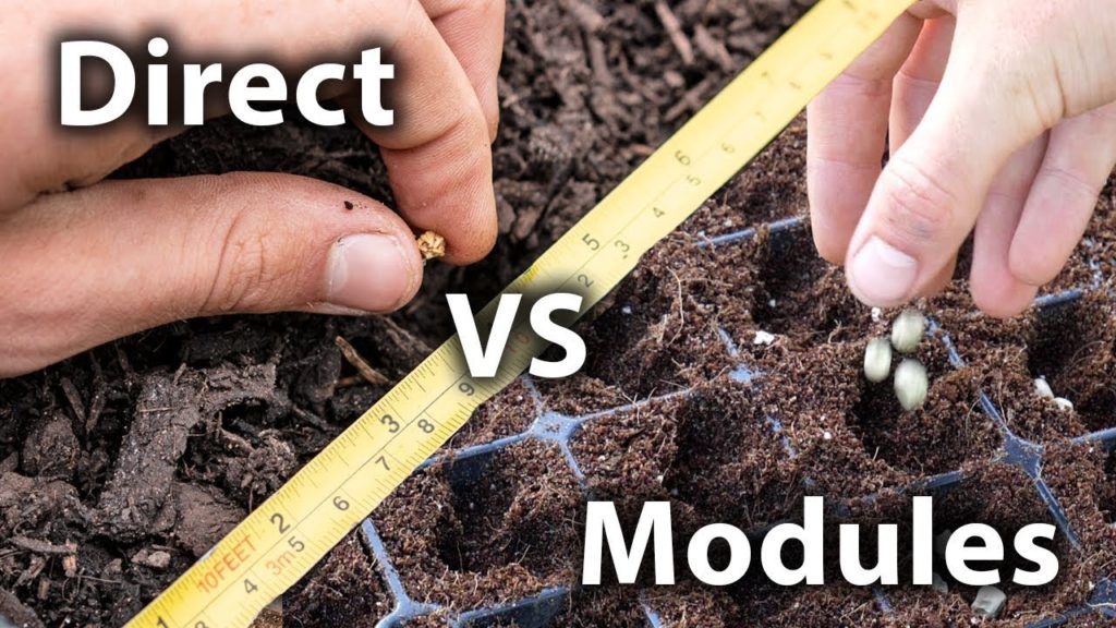 Huw Richards: Direct Sowing vs Sowing in Modules Direct Sowing vs Sowing in Modules