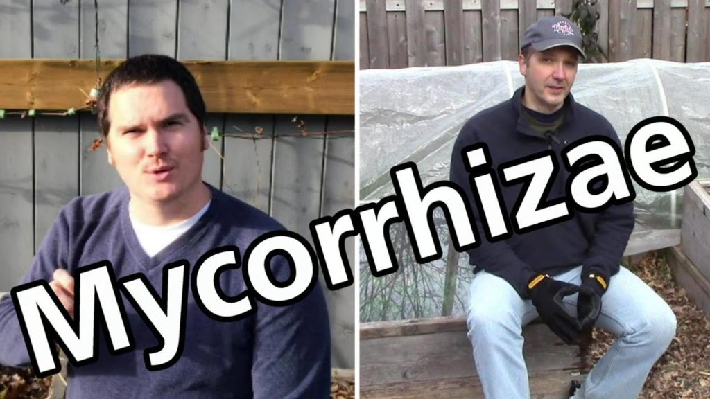 One Yard Revolution: Mycorrhizae & Mycorrhizal Soil Amendments Mycorrhizae & Mycorrhizal Soil Amendments