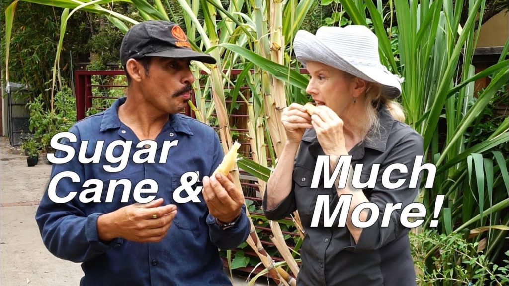 SMALL Garden HUGE HARVEST - Major CLEANUP - Part 2 | Thursday Garden Workday