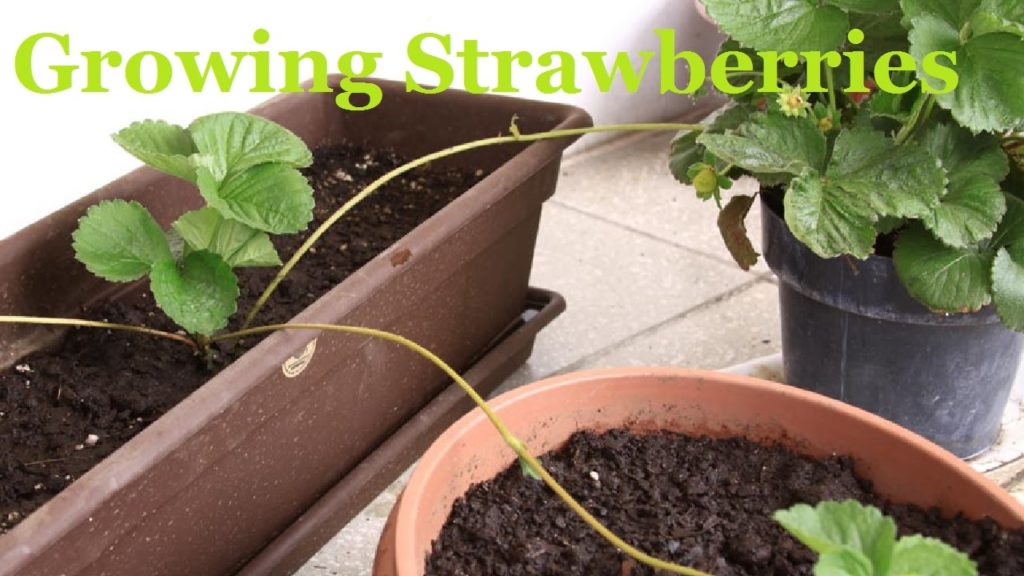 Strawberry Propagation from Runners