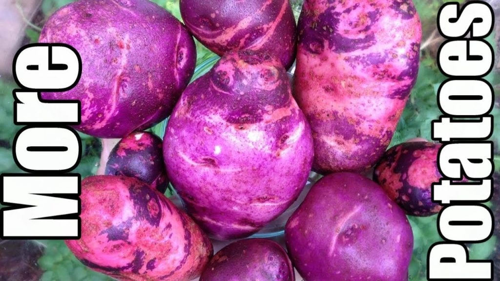 5 Tips for a Continuous Potato Harvest from Late Spring to Early Fall (Zone 5)