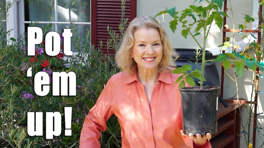 Kaye Kittrell: Tomato Growing TIPS and Potting Up to Cloth Pots | Garden Vlog Tomato Growing TIPS and Potting Up to Cloth Pots | Garden Vlog