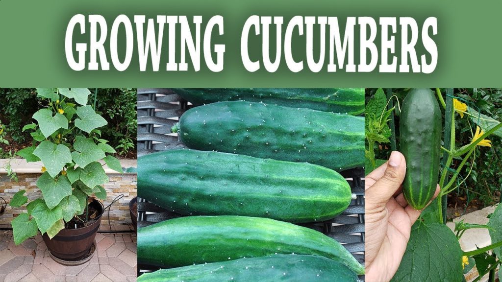 California Gardening: Compact Bush Cucumber – How To Grow Bush Slicer Cucumbers Compact Bush Cucumber - How To Grow Bush Slicer Cucumbers