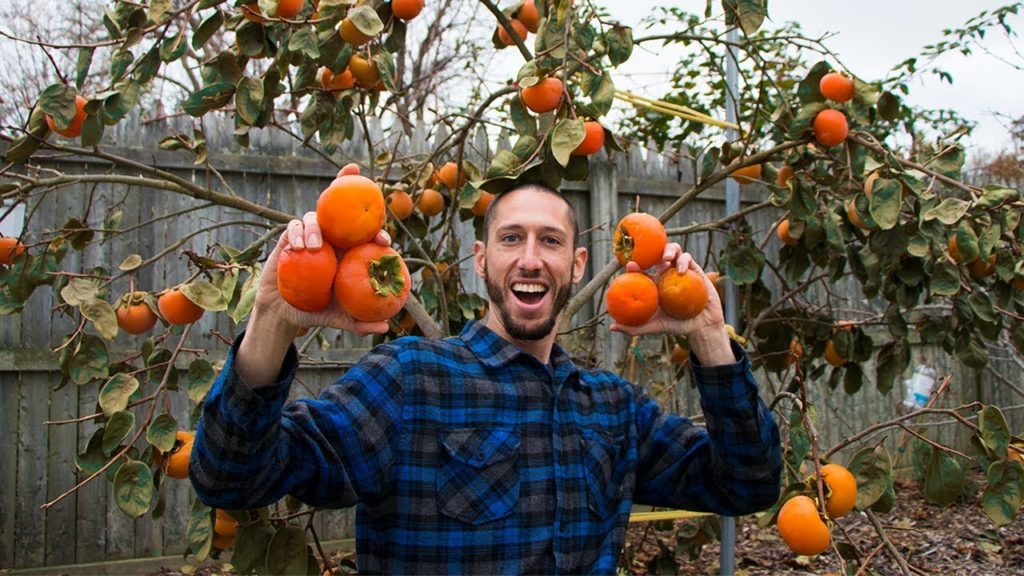 James Prigioni: My Secret RARE Fruit Tree, PERSIMMONS!! My Secret RARE Fruit Tree, PERSIMMONS!!