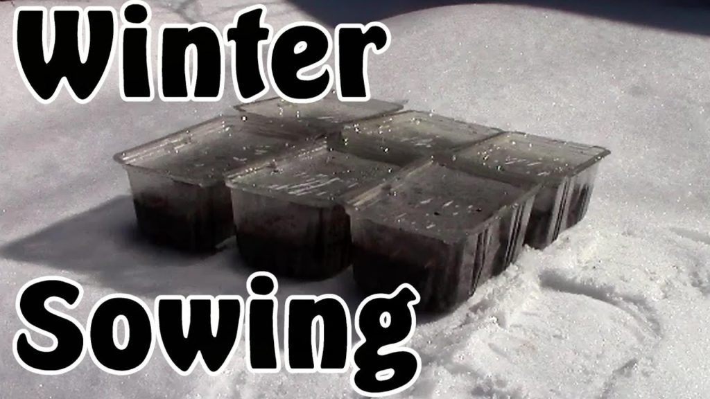 2 Min. Tip: Winter Sowing Outdoors in Mini-Greenhouses