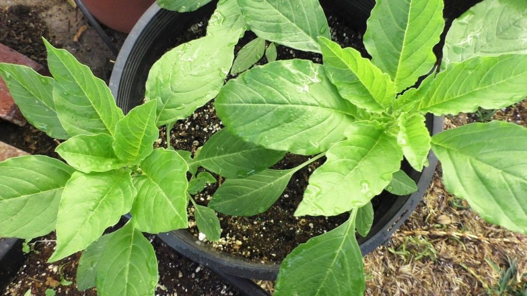 California Gardening: Growing Amaranth Greens – A Nutrition Powerhouse Growing Amaranth Greens - A Nutrition Powerhouse