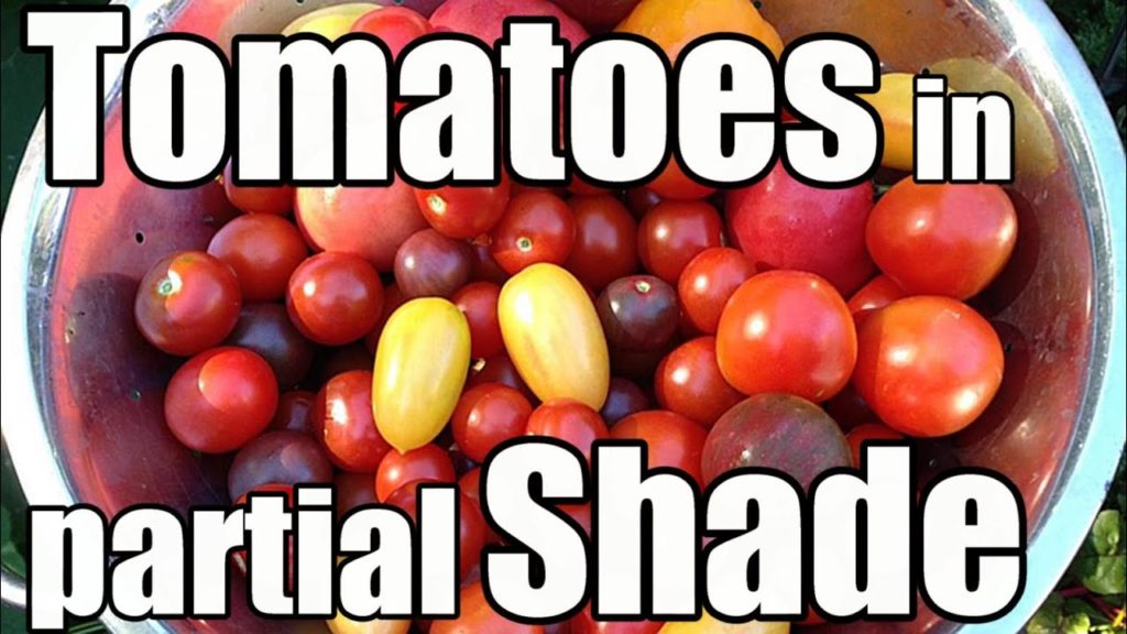 One Yard Revolution: Pushing the Limits of Tomato Production in a Shaded Garden Pushing the Limits of Tomato Production in a Shaded Garden