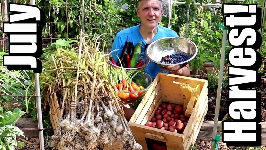 One Yard Revolution: July Vegetable Garden Harvest: Local Food at Its Best! (2019) July Vegetable Garden Harvest: Local Food at Its Best! (2019)