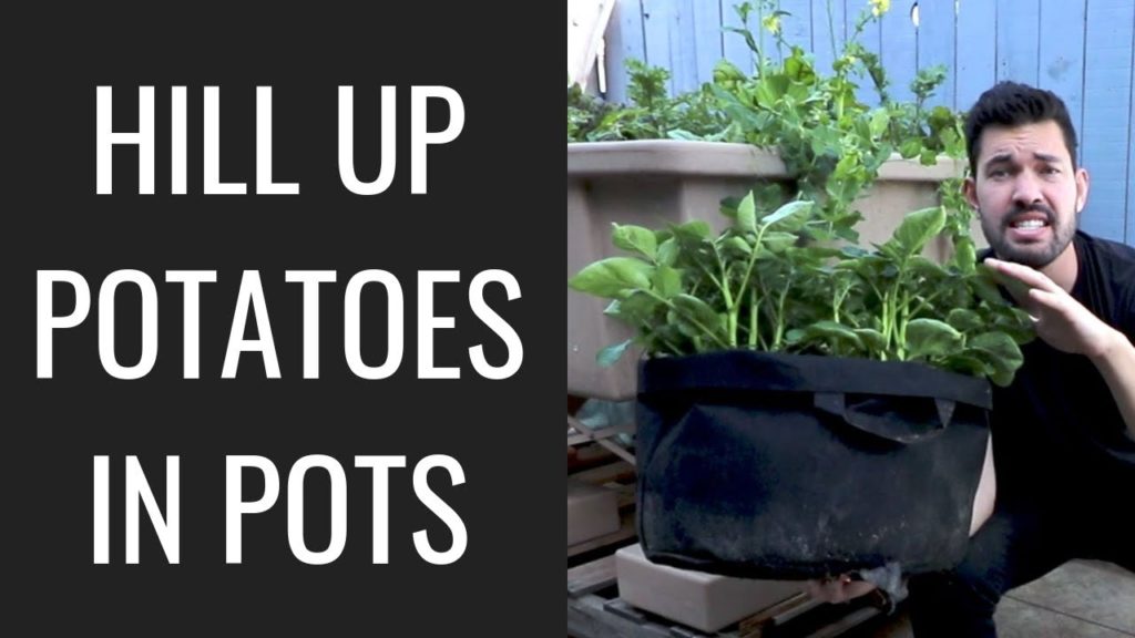 Epic Gardening: How to Grow Potatoes in Containers: Hilling Up Process Explained How to Grow Potatoes in Containers: Hilling Up Process Explained