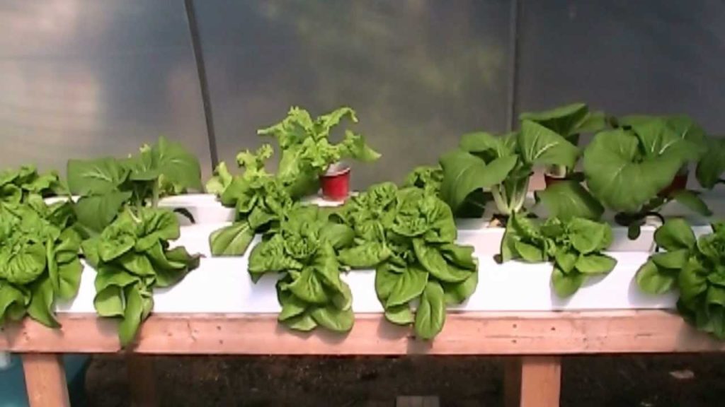 Pruning Moringa & Hydroponic Lettuce Update