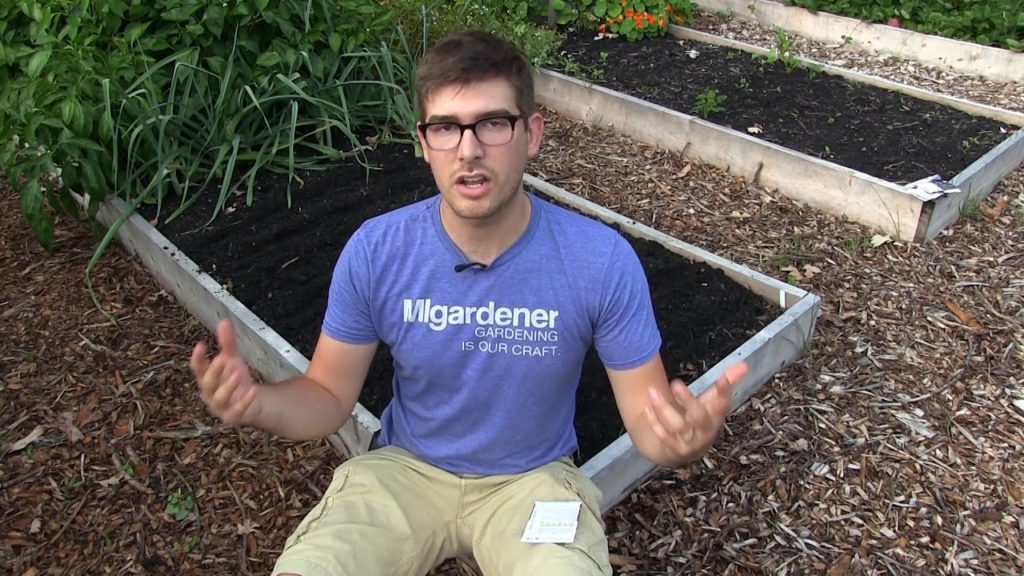 MIgardener: How to Grow Beets – Complete Growing Guide How to Grow Beets - Complete Growing Guide