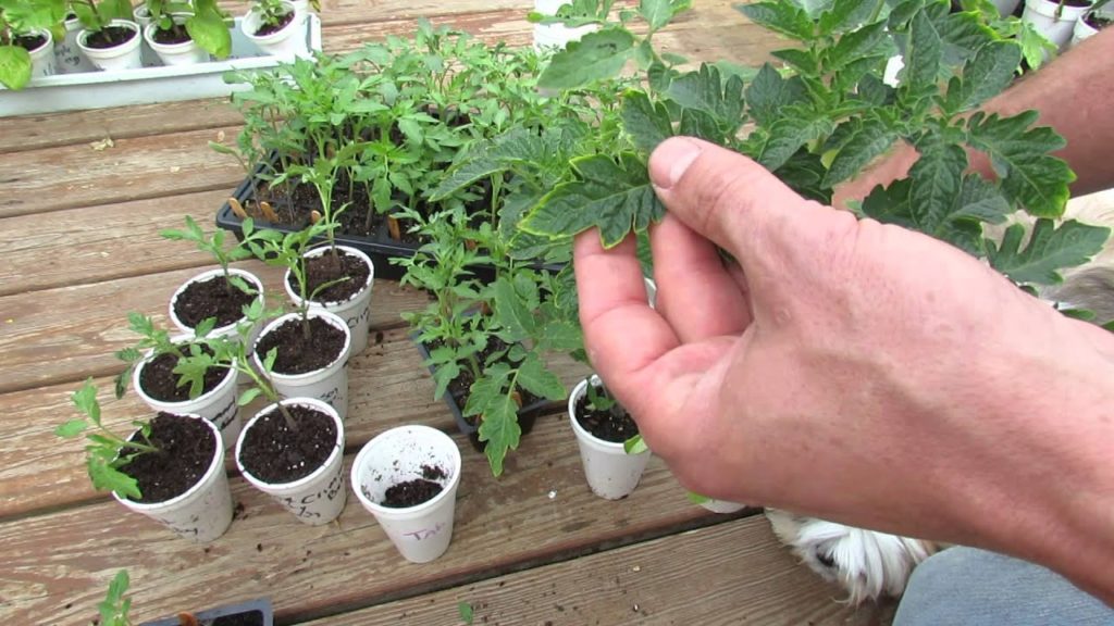 Tomato Transplants with Yellow Leaf Edges & Browning: Too Much Fertilizer? - TRG 2015