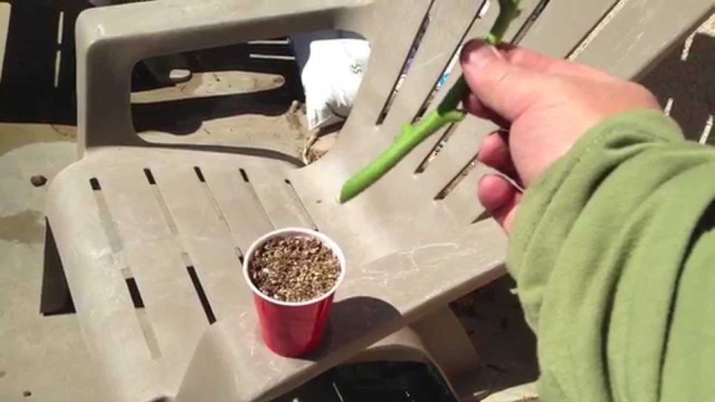 Cloning Tomato Plants