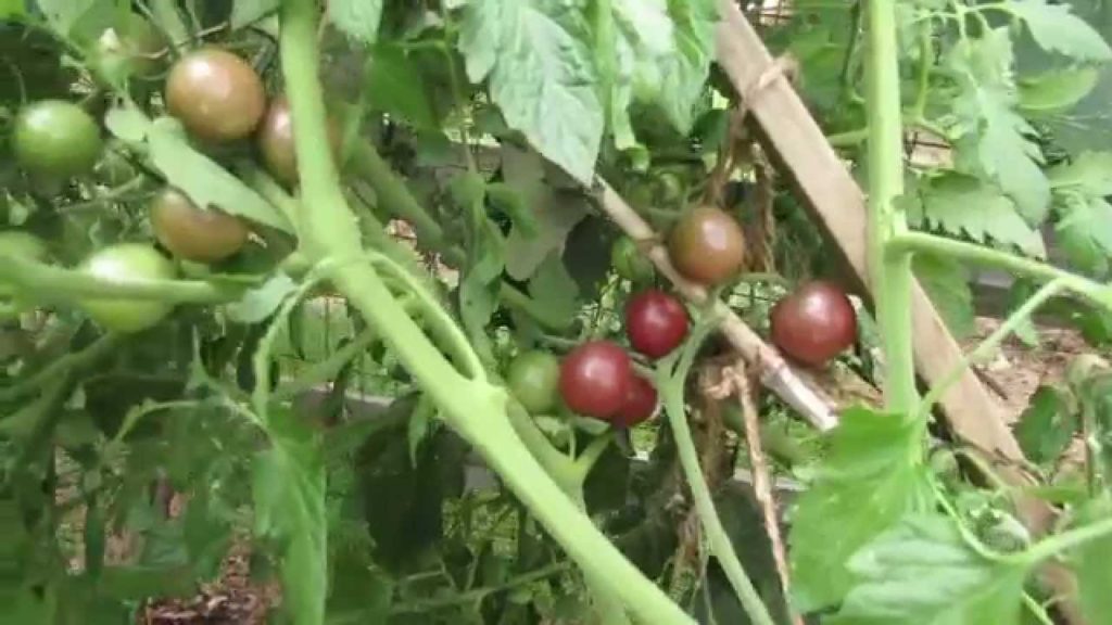 Tomato Profile: The 'Black Cherry' Sweet and Dusky: What's Dusky? - TRG 2014