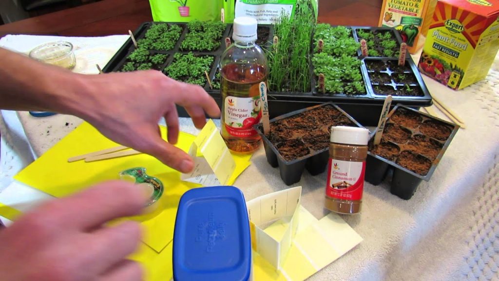 Gary Pilarchik: MFG 2016: How to Make Sticky Traps & Using Vinegar to Stop Garden Pests: Seed Starting Help! MFG 2016: How to Make Sticky Traps & Using Vinegar to Stop Garden Pests: Seed Starting Help!