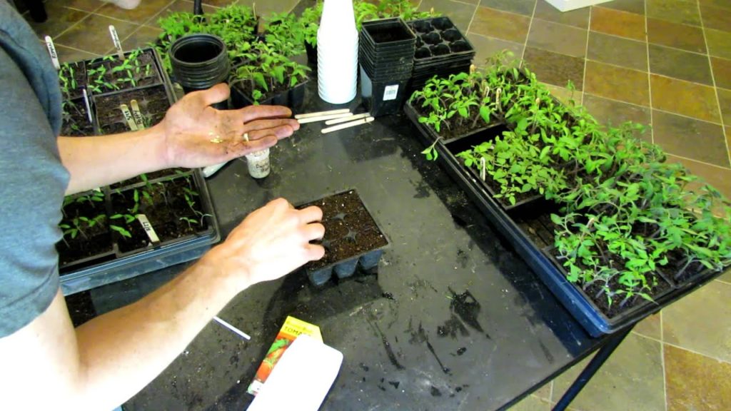 TRG 2012: How To Seed Start Tomatoes and Peppers Indoors Using Seed Trays